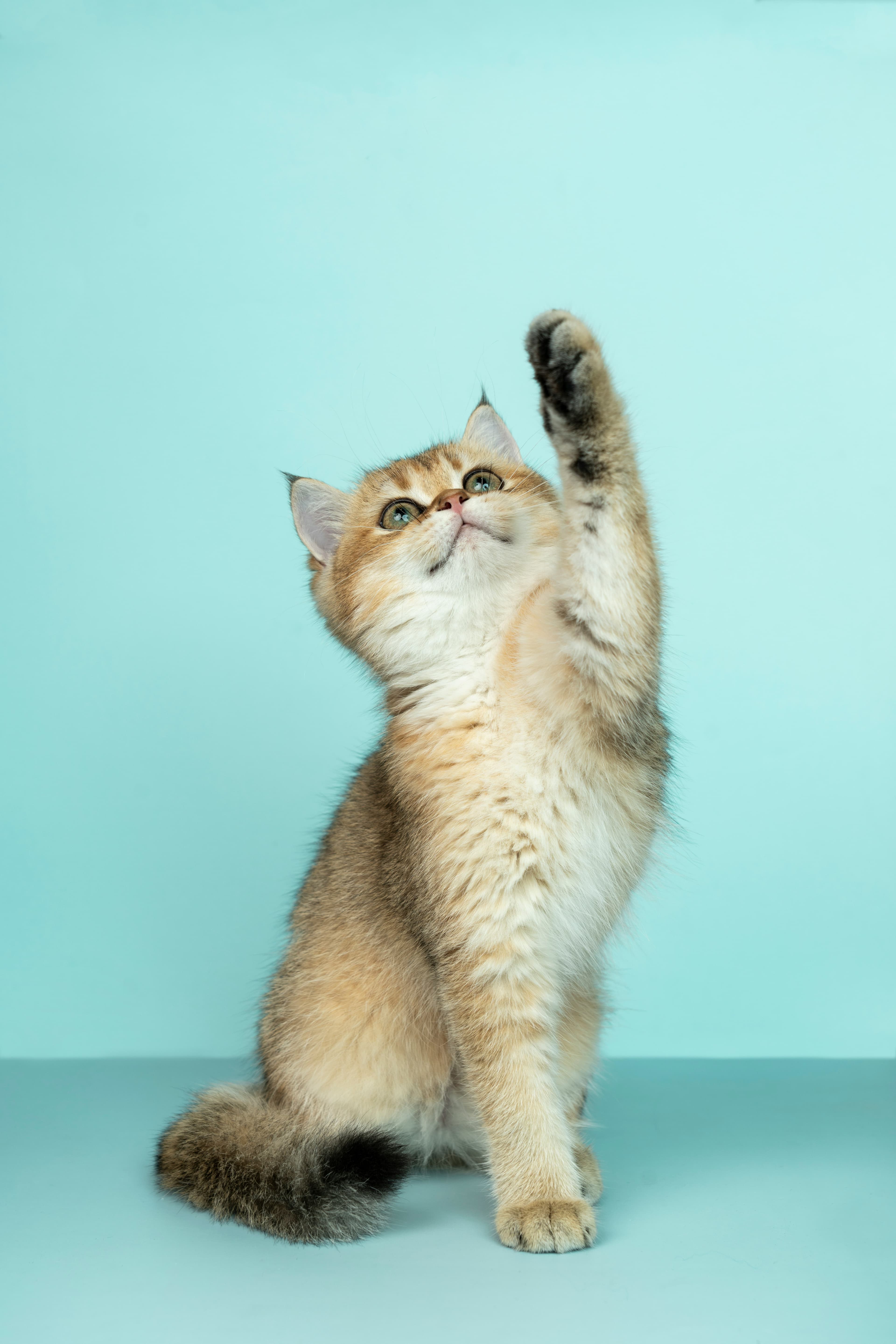 Pets sample image